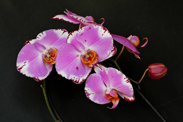 Orchidea