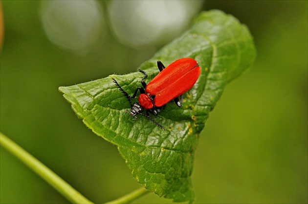 Lilioceris lilii