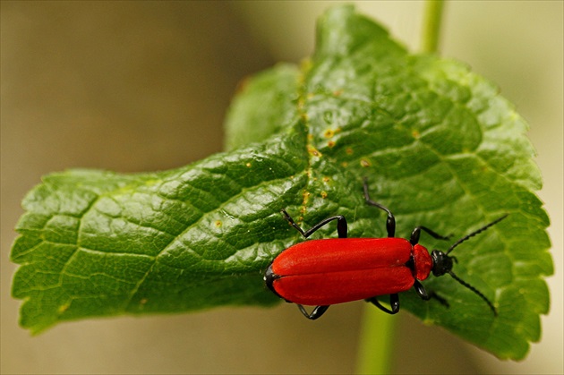 Lilioceris lilii