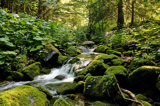 Tesne nad Trangoškou