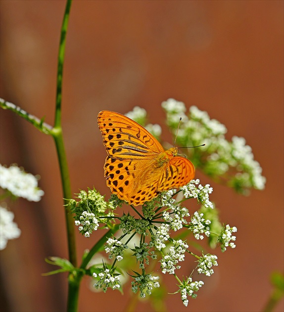 Perlovec striebristopásavý