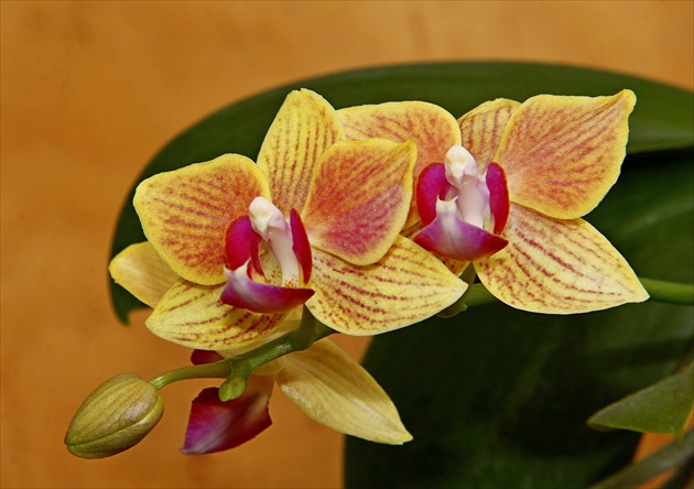 Orchidea