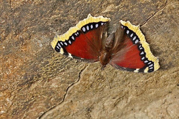 Babôčka osiková