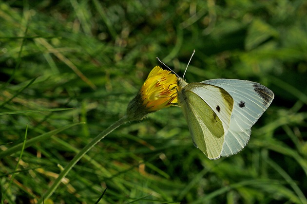 Mlynárik kapustový