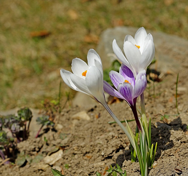 Krokusy biele...