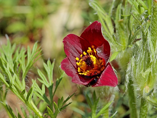 Poniklec obyčajný-Pulsatilla vulgaris