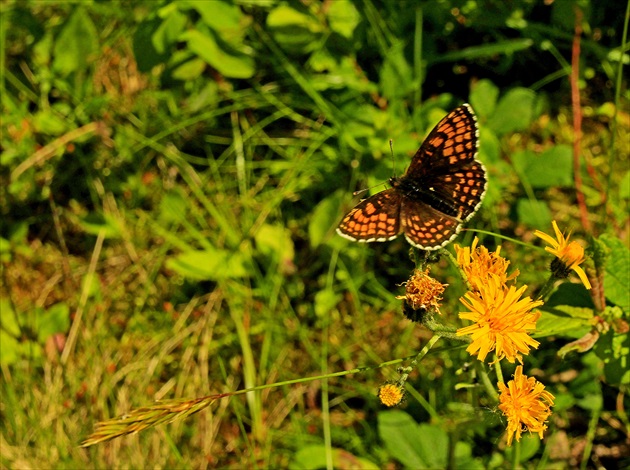 Melitaea britomartis assman -samec