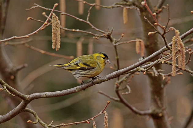 Čížik lesný-Carduelis spinus