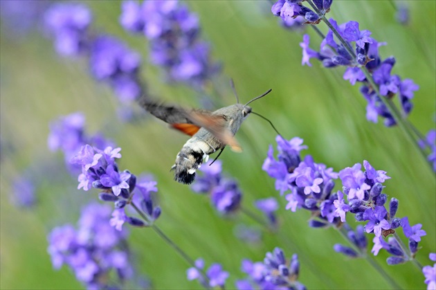 Slovenský kolibrík...