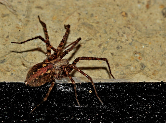 "Slovenská" tarantula...