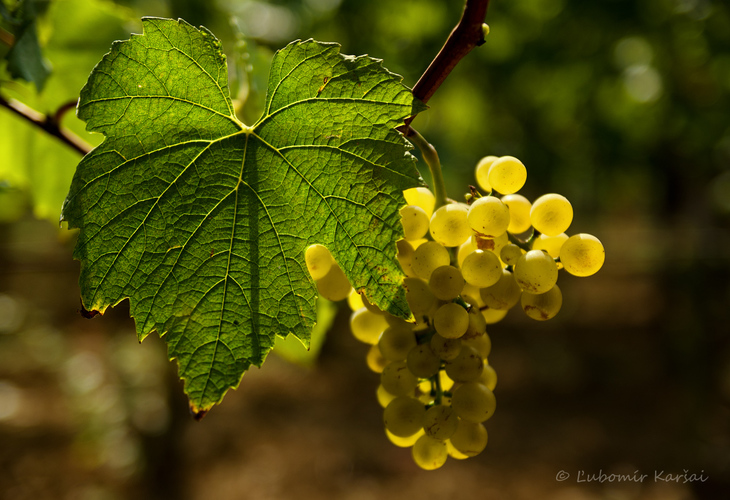 Chardonnay