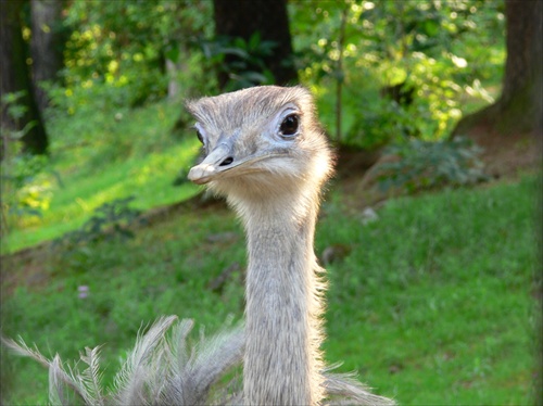 Emu