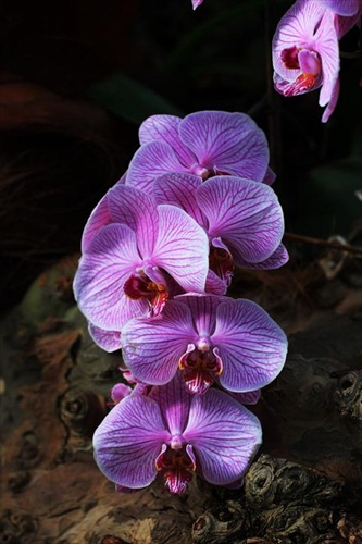 orchideje