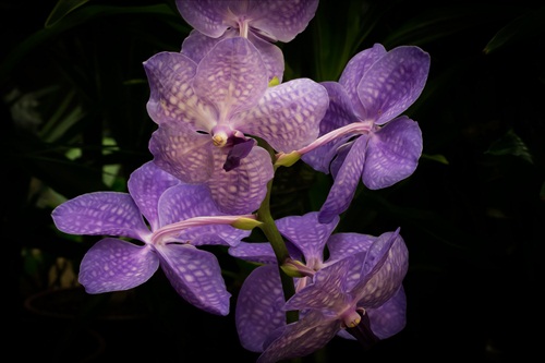 orchidej