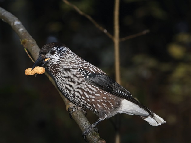 oresnica perlovana