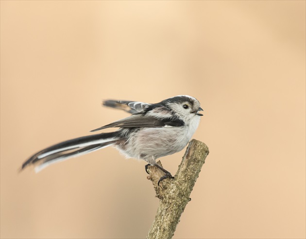 Mlynarka dlhochvosta - Aegithalos caudasus