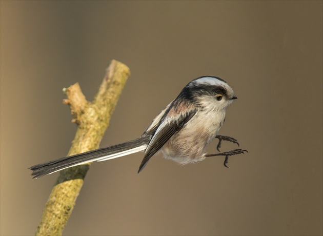 Mlynarka dlhochvosta - Aegithalos caudasus