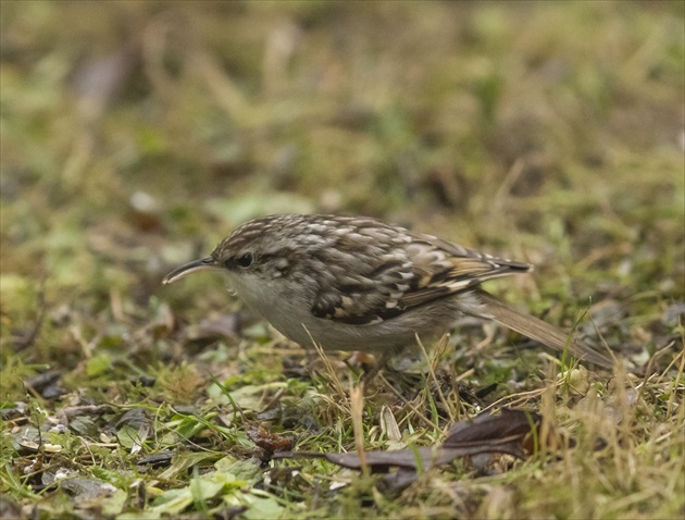 Soupalek kratkoprsty -Baumläufer-Certhiidae