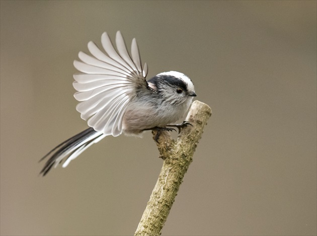 Mlynarka dlhochvosta - Aegithalos caudasus