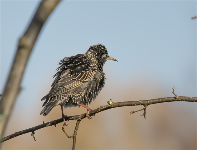 Spacek-Star-Sturnus Vulgaris