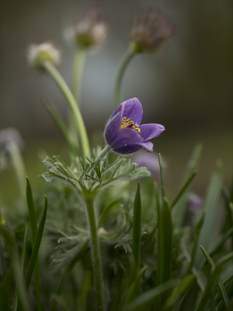 Pulsatilla pratensis-Nickende küchenschelle