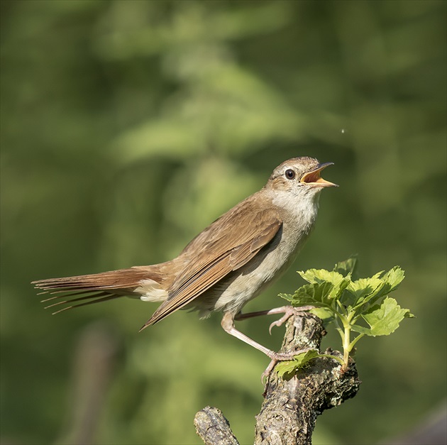 slavik,nachtigall,luscinia megarhynchos