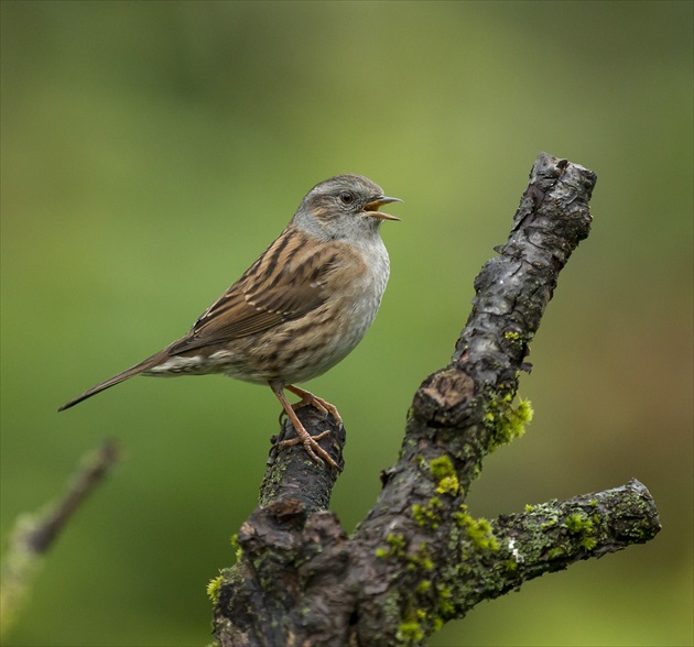 pevuska modra-prunella modularis-heckenbraunelle