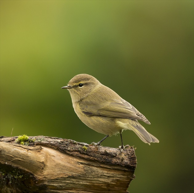 kolibkarik cipcavy-budnicek mensi-phylloscopus collybita