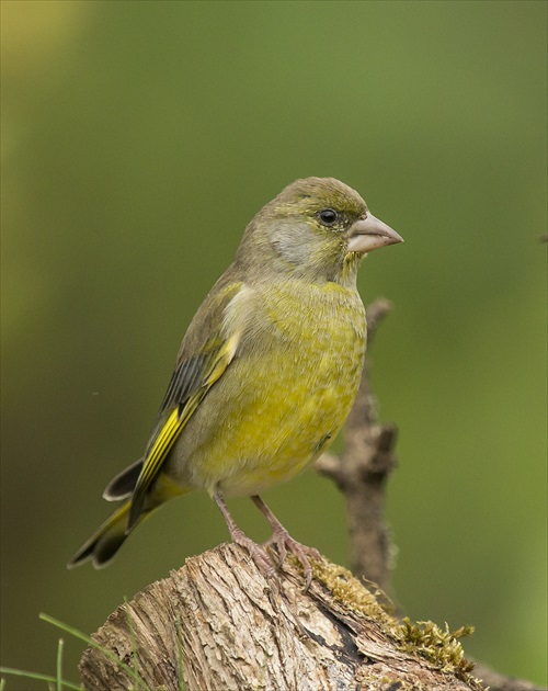 Zvonek zeleny - Carduelis chloris