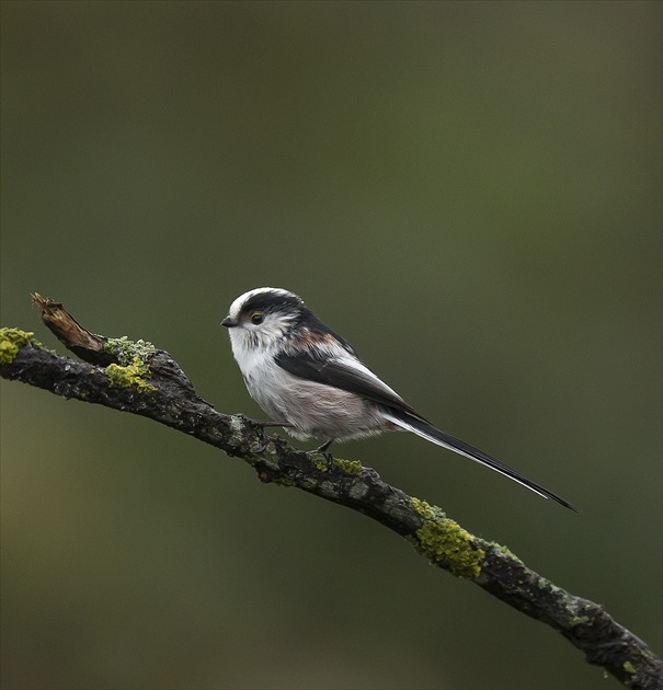 Mlynarka dlhochvosta - Aegithalos caudasus