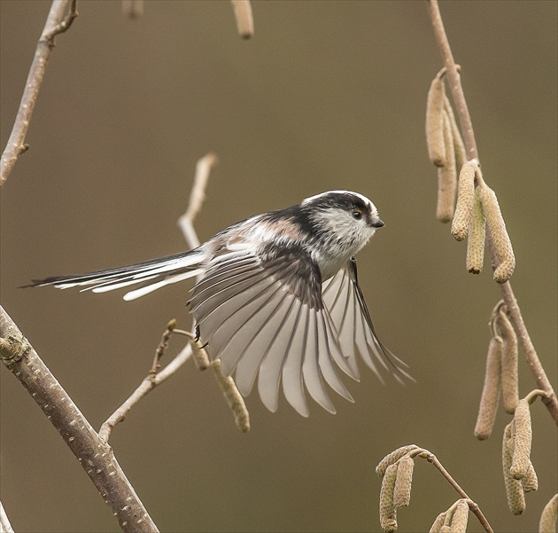 Mlynarka dlhochvosta - Aegithalos caudasus