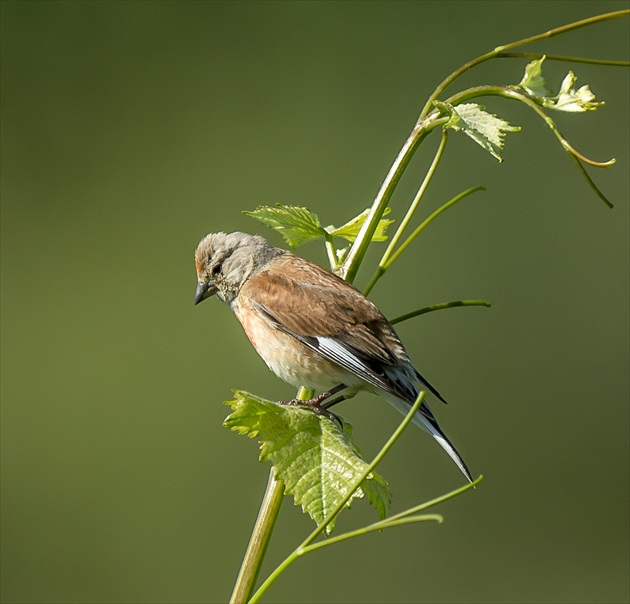 konopka obecna,carduelis cannabina,bluthänfling