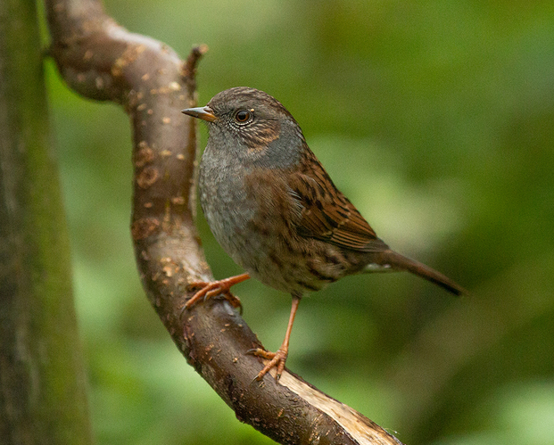 pevuska,prunella modularis,heckenbraunelle