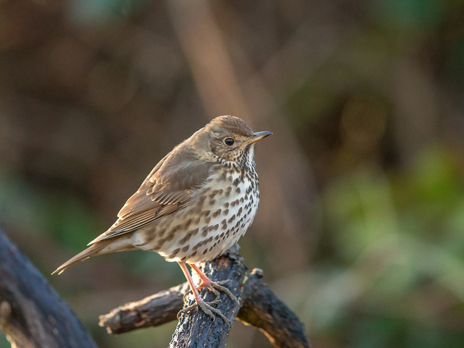 drozd zpevny- turdus philomelos-singdrossel