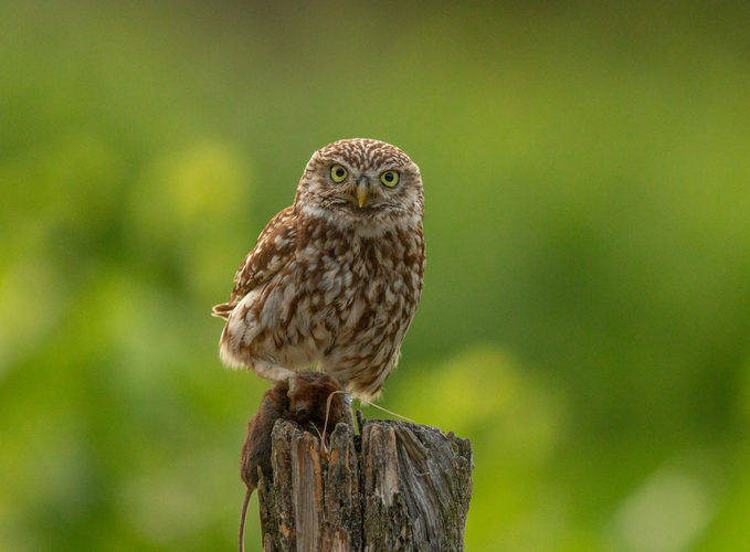 sycek obecny,athene noctua,steinkauz