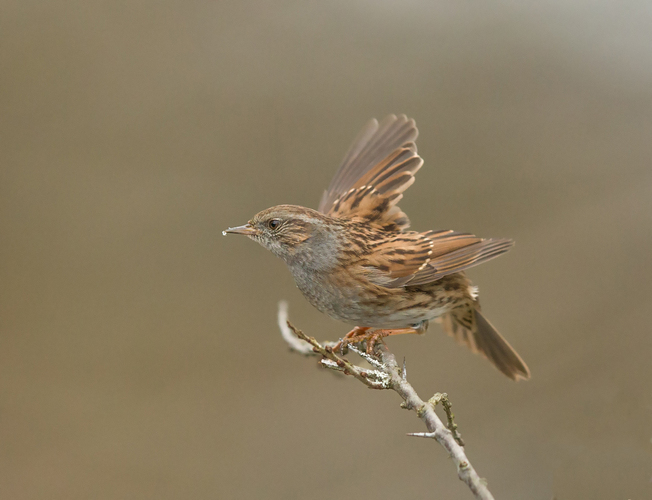 pevuska,prunella modularis,heckenbraunelle