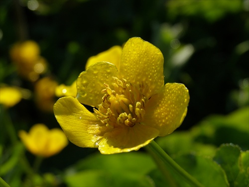 Caltha palustris (záružlie močiarne)