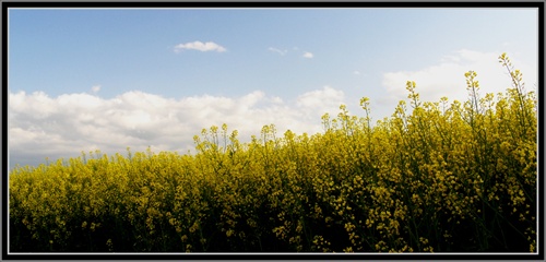 repková panoráma ...