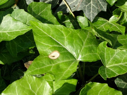 Brečtan popínavý, Hedera helix