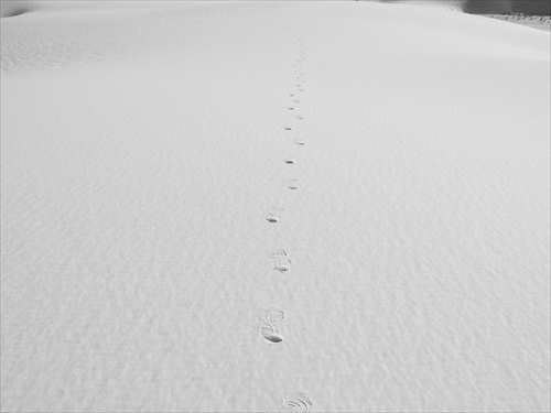 white sands