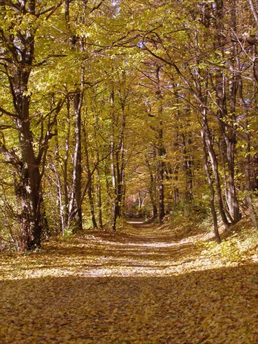 yellow autumn