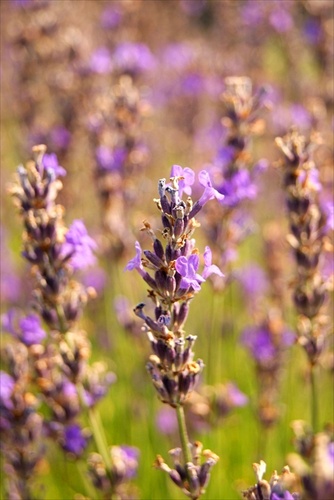 Levandula