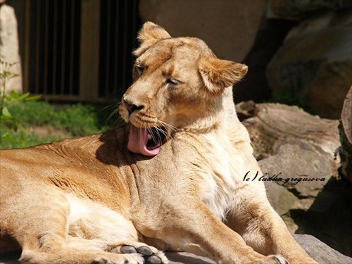 ZOO Praha