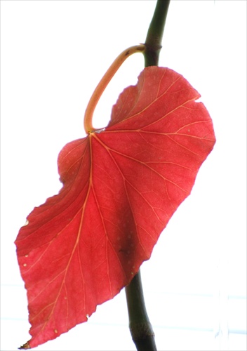 Red Leaf