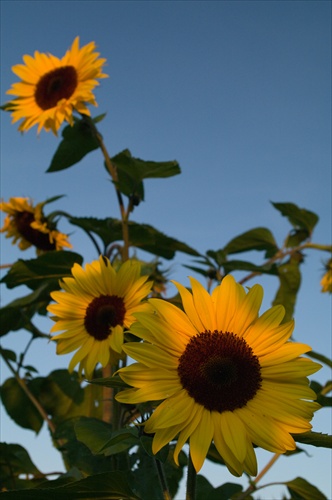 Sunflowers 2