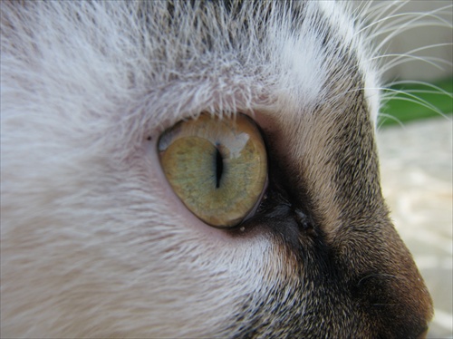 Cat Eye