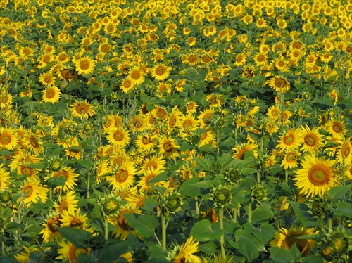 SunFlowers