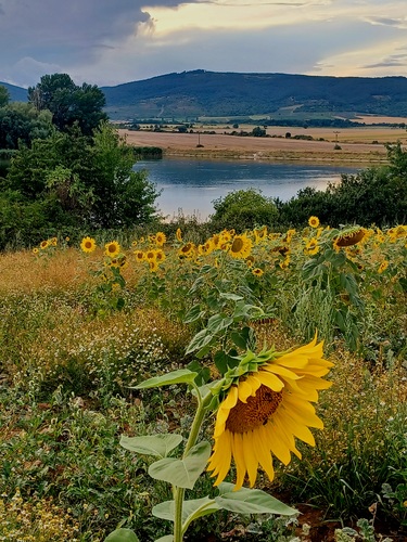 Doľany