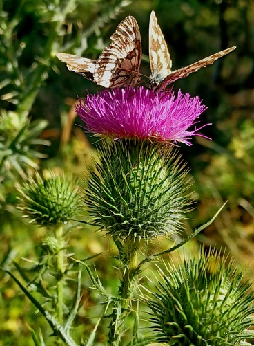 Doľany