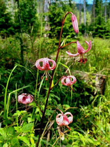 Vysoké Tatry